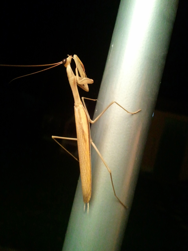 La mia mantide (Mantis religiosa femmina)